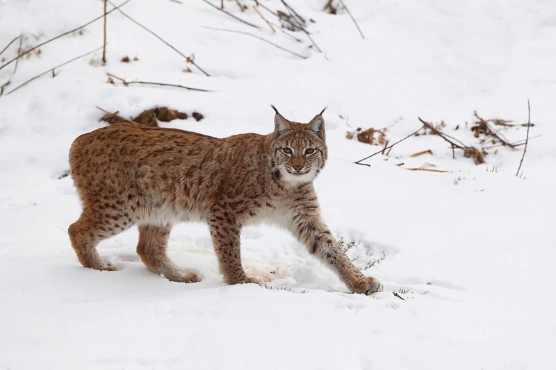 A lynx prowls through the snow-covered landscape. It leaves clear tracks in the snow: a Eurasian lynx (Lynx lynx), in deep snow in the last light of day, within the enclosed area of the Bavarian Forest National Park, Bavaria, Germany