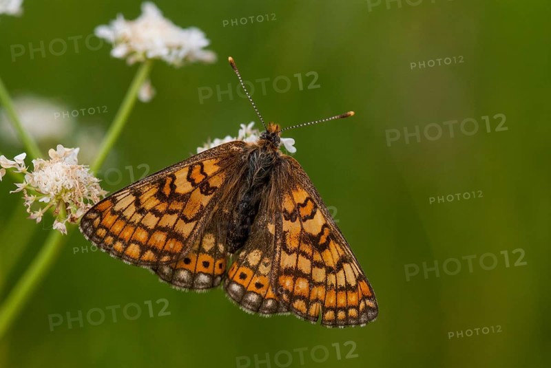Bite-check moth, abbise-tick moth, euphydryas aurinia, eurodryas aurinia, golden cheekmoth, marsh fritillary, melitaea aurinia, scabiotic cheekmoth, Bulgaria, butterfly, insects, butterfly, butterflies, butterflies