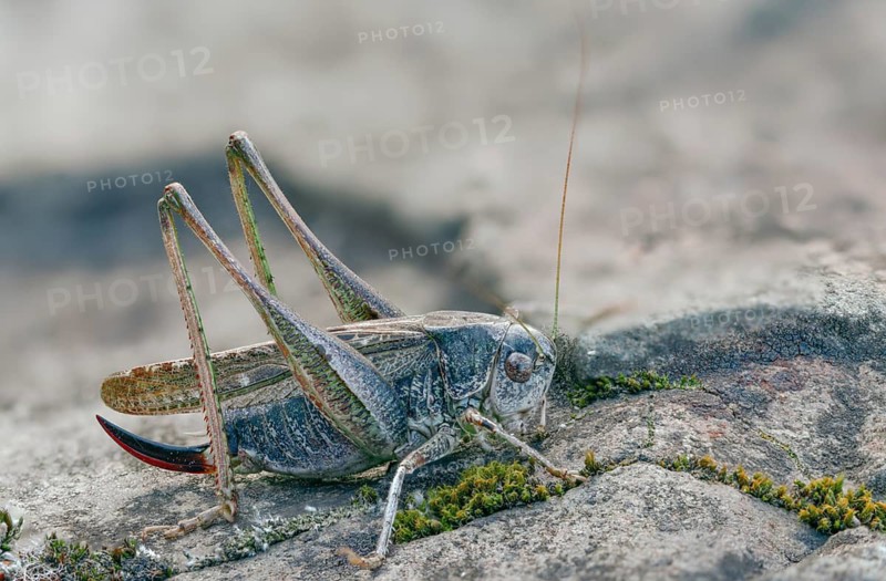 Grey bush cricket, deciduous locusts, platycleis albopunctata, tettigonioidea, western bite deterrent, ensifera, grasshopper, grasshoppers, insects, long-feeler scare