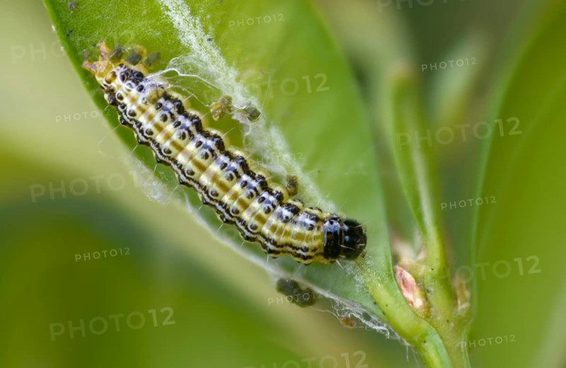 Box tree moth, boxwood moth, boxwood moth, cydalima perspectalis, moth, inchworm, insects, moths, caterpillars, butterflies