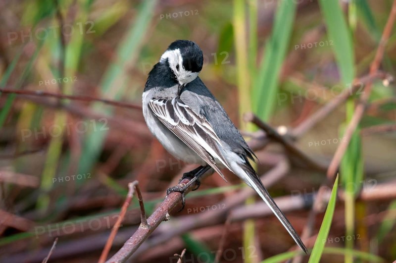 Wagtail, motacilla alba, white wagtail, birds, plumage, passeri, preening, songbirds, birds
