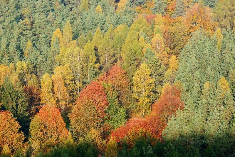 Mixed forest in autumn, Saxon Switzerland, Elbe Sandstone Mountains, Saxony, Germany