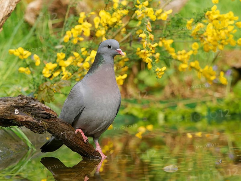Eurasian stock dove (Columba oenas), perched on a root by the water, Solms, Hesse, Germany