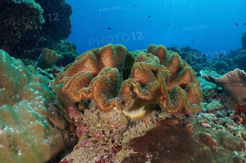 Golden-brown, curved mushroom-shaped leather coral (Sarcophyton glaucum), leather coral, in a captivating underwater landscape, Crystal Bay dive site, Nusa Ceningan, Nusa Penida, Bali, Indonesia