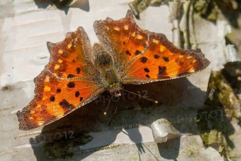 C-butterfly, comma butterfly, nymphalis c-album, polygonia c-album, butterfly, insects, butterfly, butterflies