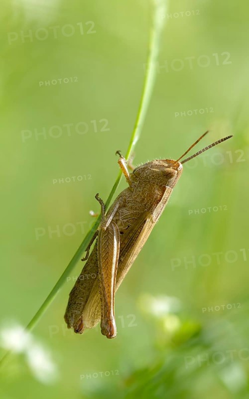 Acrididae, Caelifera, Chorthippus dorsatus, field locusts, gomphocerinae, short-feeler, steppe grasshopper, meadow grasshopper, grasshopper, grasshoppers, high size, portrait format, insects, female
