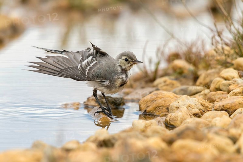 Wagtail, Motacilla Alba, White Wagtail, Bath, Bird Bath, Birds, Adolescent, Juvenile, Passeri, Songbirds, Potion, Birdbath, Birds, Watering Place