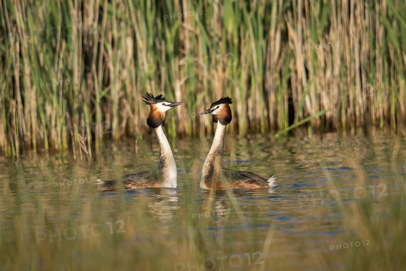 Granelli, Great Crested Grebe, Italy, Pantano Cuba Lagoon, Pantani Cuba and Longarini, Podiceps Cristatus, Migratory Bird Sanctuary, Pantani Cuba & Longarini Migratory Bird Sanctuary, Courtship, Birds, Grebe, Italy, Grebe, Podicipedidae, Sicily, Foundation for Biodiversity, Divers, Birds, Waterbirds, Waterbirds