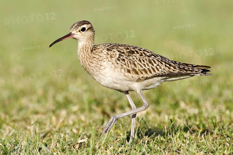 Little Curlew (Numenius minutus), Western Australia, Australia