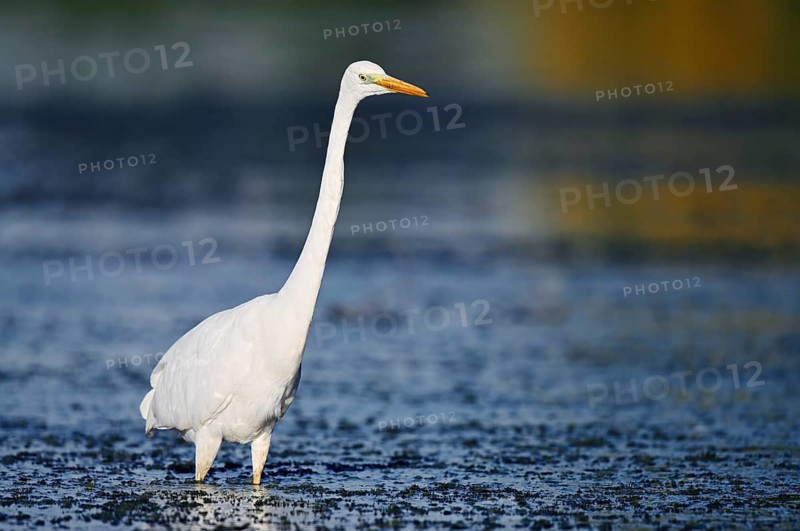 A great white egret (Ardea alba) standing in the water, North Rhine-Westphalia, Germany