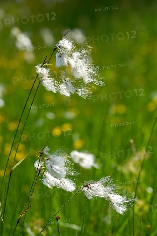 Cyperaceae, Eriophorum angustifolium, sour grass, narrow-leaved cotton grass, common cottongrass, common cottonsedge, flora, high size, portrait format, plants, cotton grass