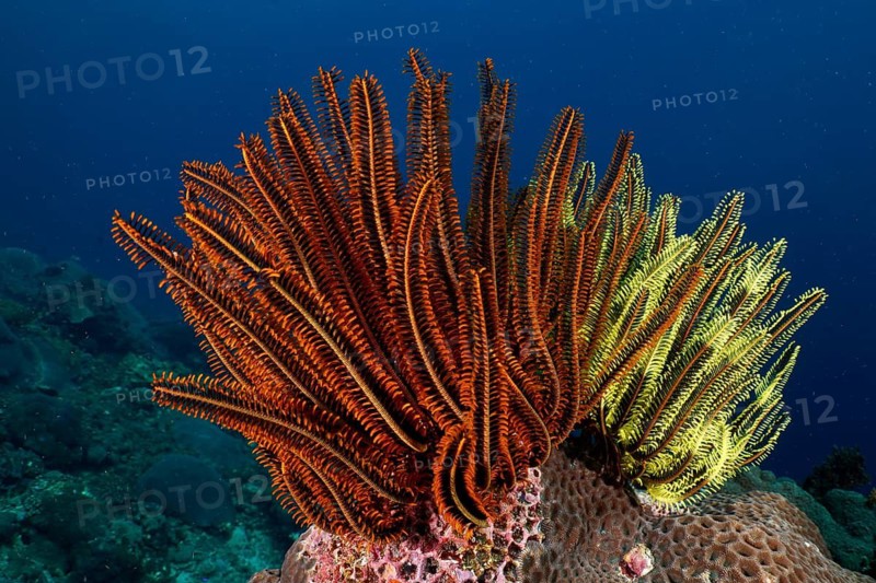 Bushy feather stars (Comaster schlegelii), in shades of orange and yellow, tower above the coral in a blue sea, Dive Site SD, Nusa Ceningan, Nusa Penida, Bali, Indonesia