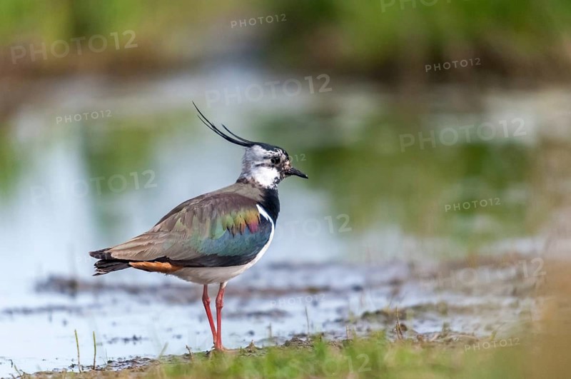 Lapwing, vanellus vanellus, birds, charadriiformes, limikolen, plovers, birds, waders, waders