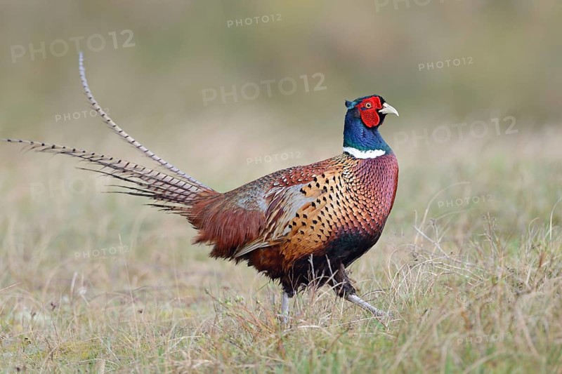 Pheasant cock (Phasianus colchicus torquatus)