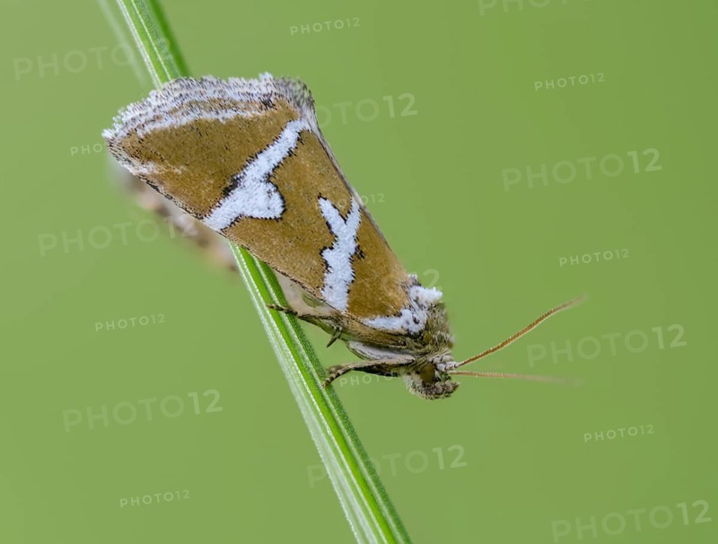 Deltote Bankiana, silver owl, silver-striped grass moth owl, insects, moths, moths, butterflies, silver barred