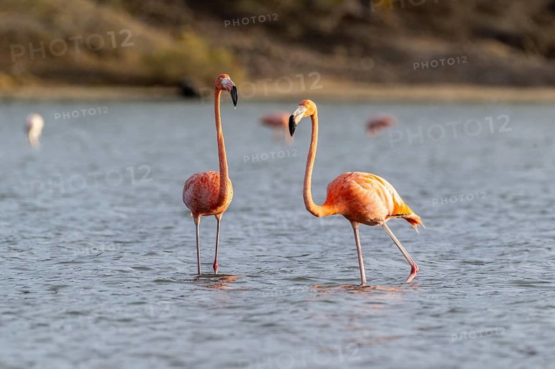 Cuba flamingos (Phoenicopterus ruber), Curacao