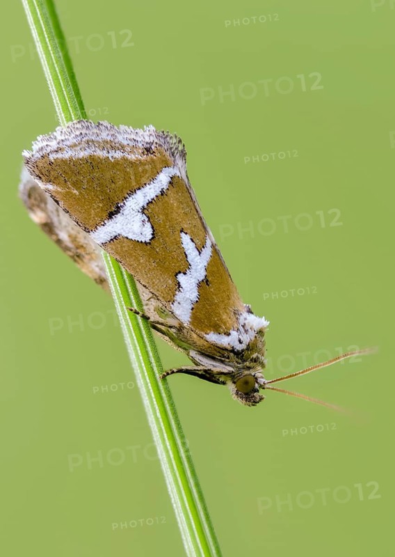 Deltote Bankiana, silver owl, silver-striped grass moth owl, high size, portrait format, insects, moths, moths, butterflies, silver barred
