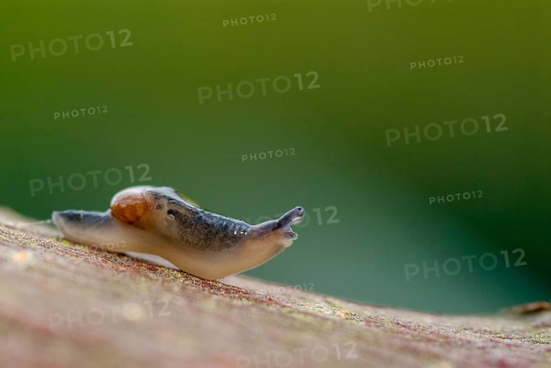 Eucobresia diaphana, ear-shaped glass snail, gastropoda, mollusca, snails, molluscs