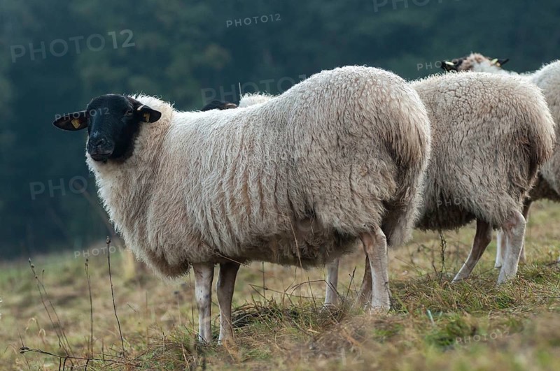 Artiodactyla, domestic sheep, even-toed ungulate, domestic sheep, Ovis Gmelini aries sspec., cloven-hoofed, rhön sheep, domesticated animals, extensive grazing, pet, mammals, sheep, sheep, sheep, mammals, wild pastures