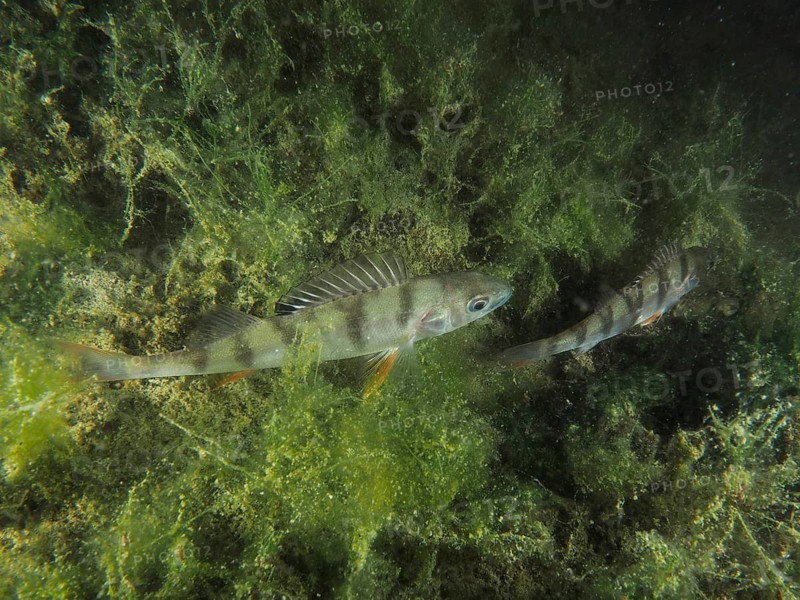 Two fish, European perch (Perca fluviatilis), are swimming amongst dense algae in a green underwater landscape at the ‘Kleiner Parkplatz' dive site, Herrliberg, Lake Zurich, Canton of Zurich, Switzerland