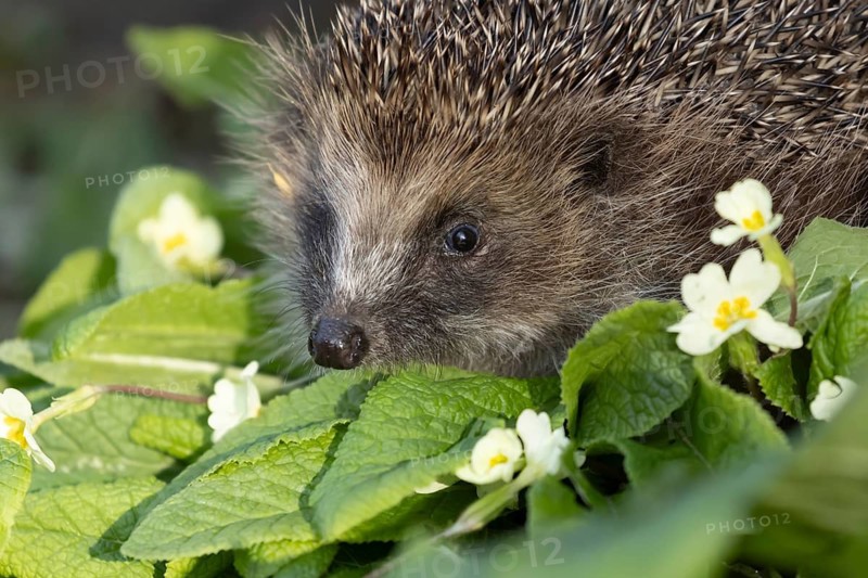 European hedgehog (Erinaceus europaeus) adult mammal on a flowering wild primrose garden flower in the spring, England, United Kingdom