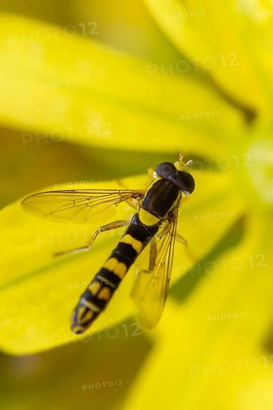 Common long hoverfly, common pencil hoverfly, diptera, high size, portrait format, insects, hoverfly, sphaerophoria scripta, two-winged bird