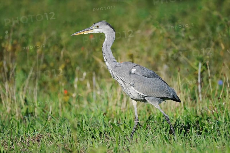 Grey heron (Ardea cinerea) in a meadow, North Rhine-Westphalia, Germany