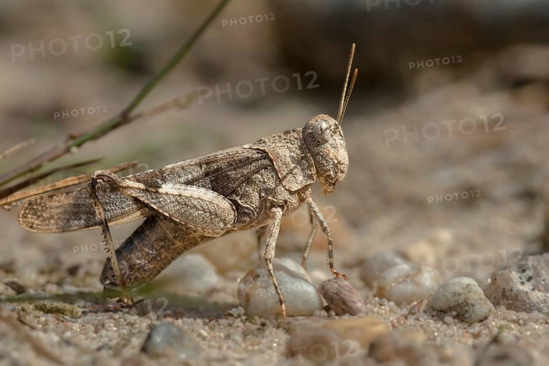 Blue-winged wasteland scare, caelifera, short-feeler scare, Oedipoda caerulescens, Oedipodinae, blue-winged grasshoppers, grasshoppers, grasshoppers, insects, wasteland scares