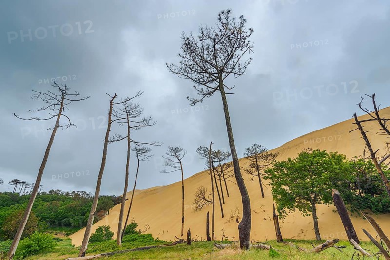 Dead trees in the forest area off the Dune du Pilat near Arcachon on the Atlantic, France