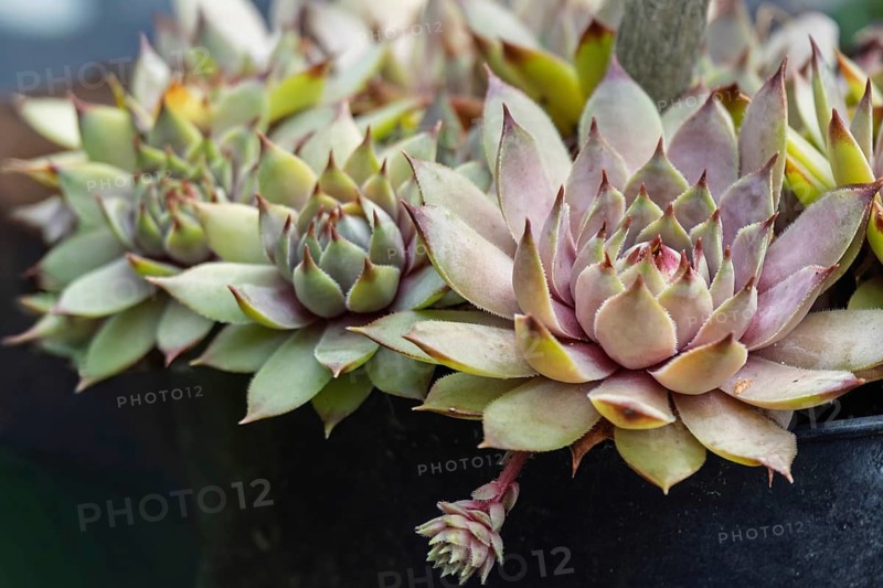 Houseleek (Sempervivum), Netherlands