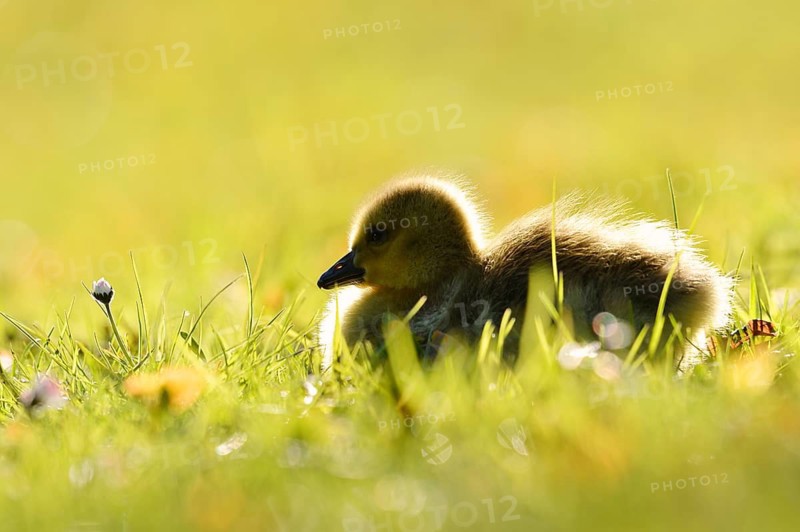 Canada Goose (Branta canadensis), a chick sitting backlit in a meadow, North Rhine-Westphalia, Germany