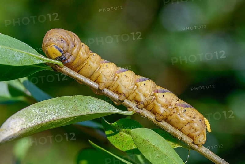 Acherontia atropos, death's-head hawkmoth, greater death's head hawkmoth, sphingidae, skull swarmers, inchworm, insects, moths, moths, moths, moths, caterpillar, butterflies, swarmers, in front of pupation