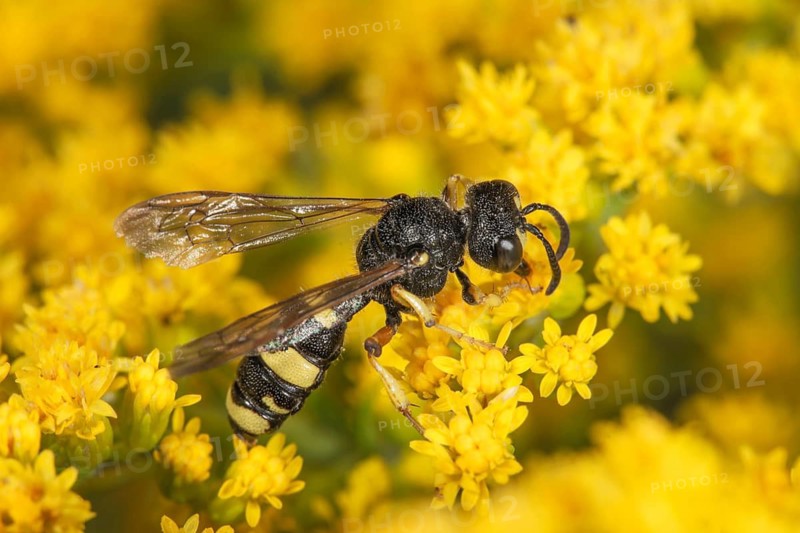 An ornate tailed digger wasp (Cerceris rybensis) with black and yellow stripes and transparent wings is perched on the yellow flowers of Solidago canadensis, Baden-Württemberg, Germany