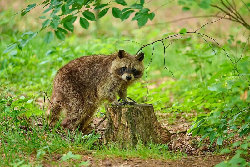 A raccoon stands on a tree stump, surrounded by green foliage in the forest, raccoon (Procyon lotor), Hesse, Germany
