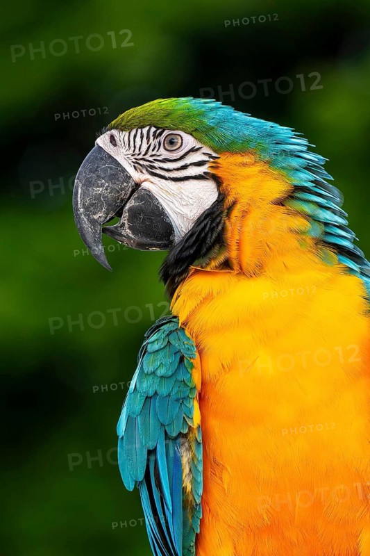 Yellow-breasted macaw (Ara ararauna), Jomtien, Thailand