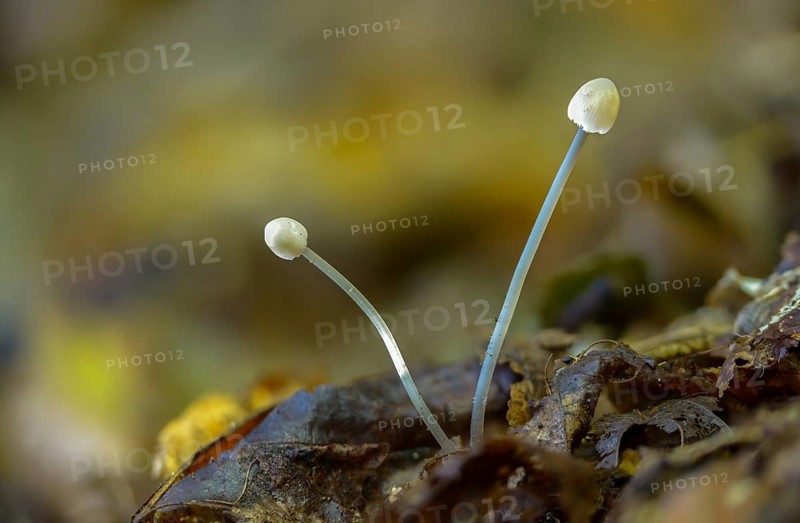 Agaricus polygrammus, mycena polygramma, grooved helmet, fungi, fungus, grooved bonnet, mushrooms