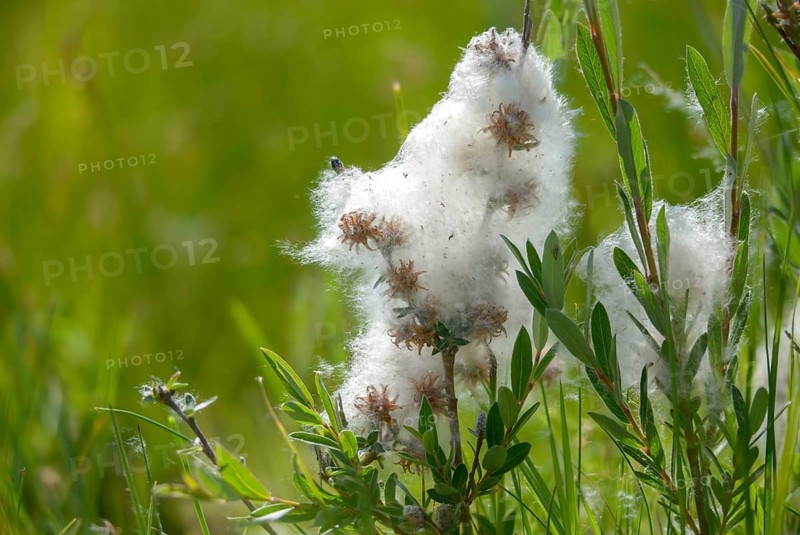 Creeping willow, moor willow, salicaceae, salix repens, willow plants, flora, plants