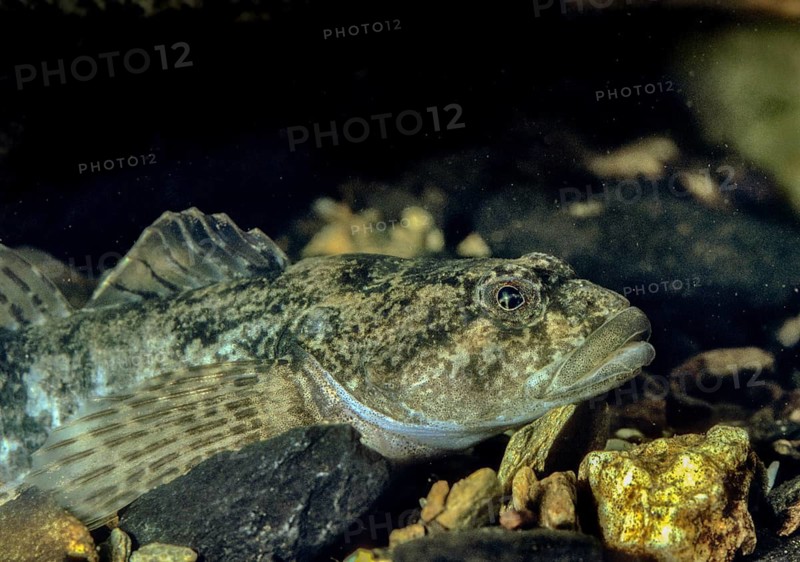 Bullhead, Cottus Gobio, European Bullhead, Millers Thumb, Mühlkoppe, Westgroppe, Common Bullhead, Fish, Fishes, Rivers, Freshwater Sculpin, Pisces