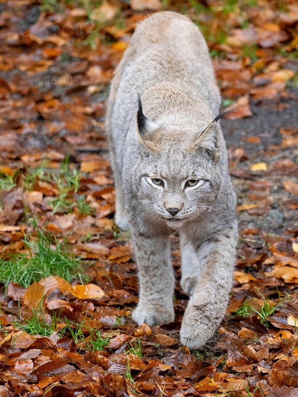 A lynx in autumn leaves, Wildpark Bilsteinhöhle, Sauerland, North Rhine-Westphalia, Germany