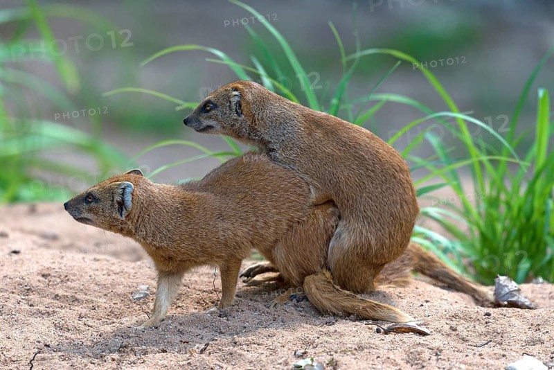 Mating dwarf mongooses (Helogale), Nuremberg Zoo, Middle Franconia, Bavaria, Germany