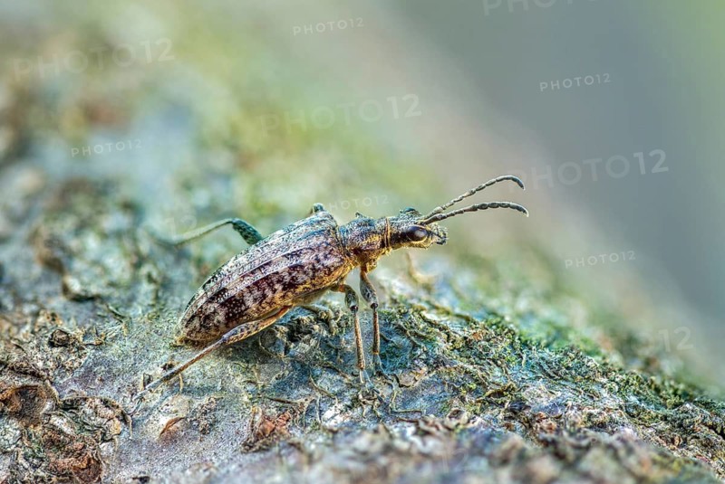 Small pintrestle, rhagium inquisitor, shotbuck, sensing pindeer, beetle, coleoptera, insects, beetles, ribbed pine borer