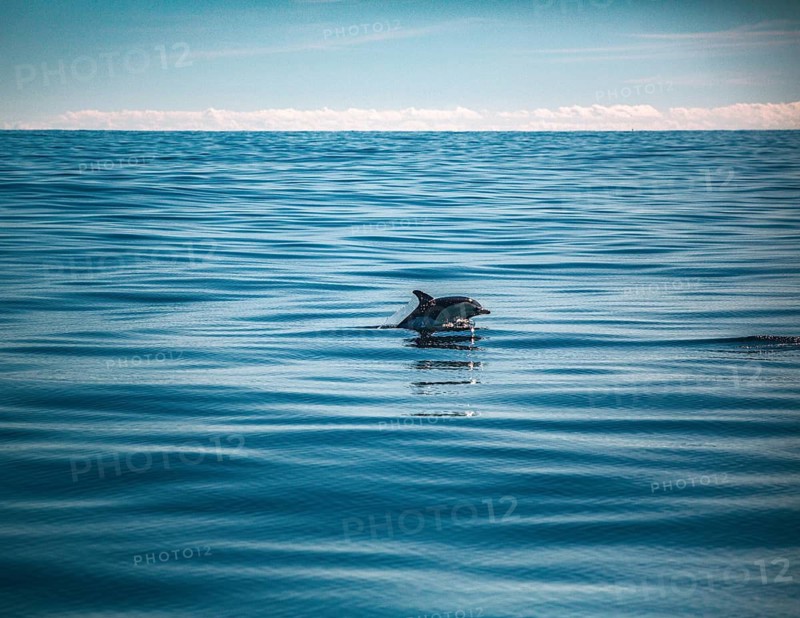 A solitary dolphin swims calmly on the surface of the water in the open sea, a short-beaked common dolphin (Delphinus delphis) in the Atlantic off the Algarve, Portugal
