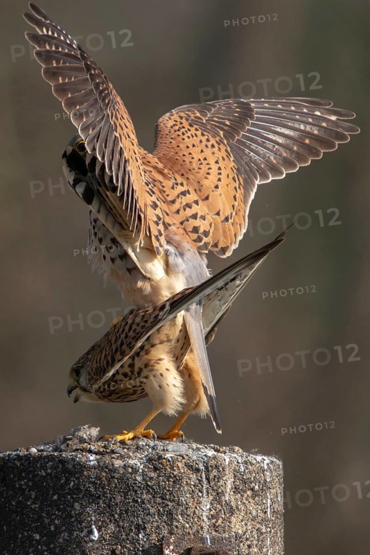 Falco tinnunculus, Common Kestrel, kestrel, birds, falcon, falconiformes, falcons, birds of prey, hawk, high size, portrait format, copula, mating, raptors, birds