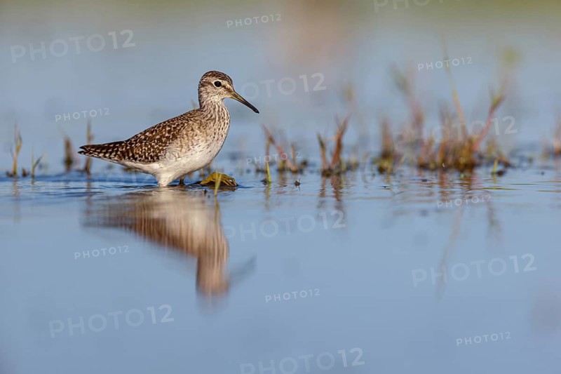 Wood sandpiper (Tringa glareola), Chevalier sylvain, Andarríos Bastardo, Raysut, Salalah, Sohar, Oman