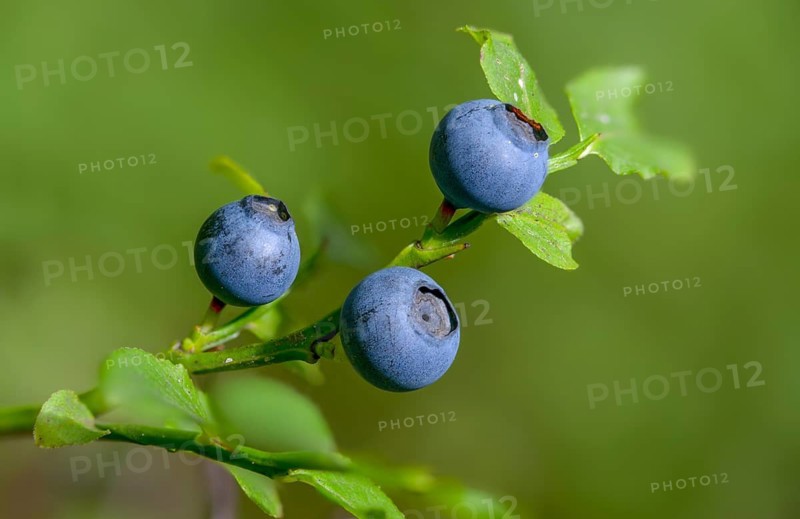 Bickberry, blueberry, ericaceae, European blueberry, heather family, blueberry, mollberry, blackberry, vaccinium myrtillus, wild berry, tickberry, blue whortleberry, common bilberry, flora, plants