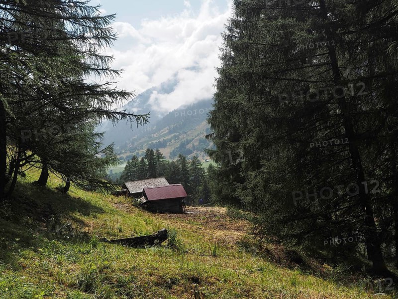Hidden cabin in mountainous forest landscape with conifers and cloudy sky, forest trail, Goms, Canton of Valais, Switzerland