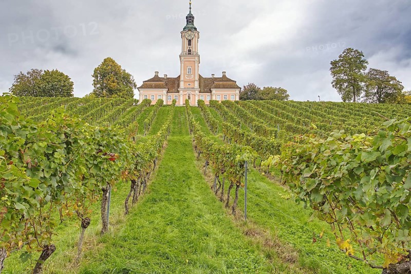 Vineyard on the hillside of Birnau with even rows of vines, above is the Birnau Basilica with tower and pointed roof, surrounded by trees. Lake Constance lies in the background under a cloudy sky, Uhldingen-Mühlhofen