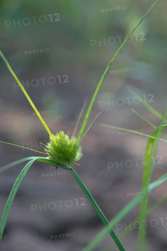 Bohemian sedge, carex bohemica, carex cyperoides, cyperaceae, sour grasses, cyprus grass harrow, flora, high size, vertical format, plants, sedges