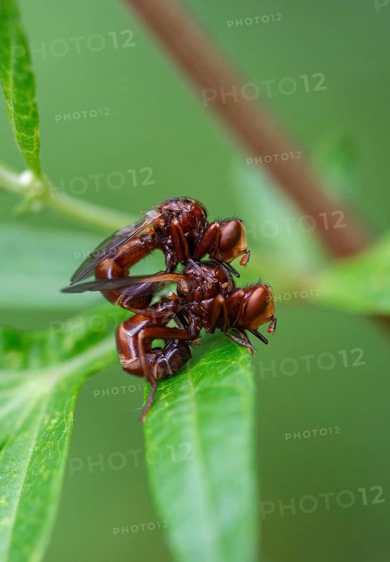 Broad-fronted bladderhead fly, common broad-fronted bladderhead fly, rust-coloured thick-headed fly, sicus ferrugineus, high size, vertical format, insects, insects