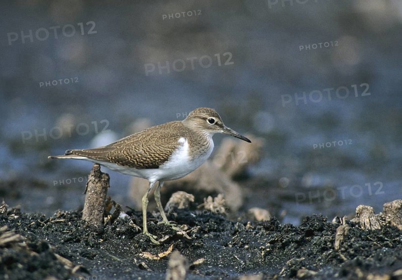 Actitis hypoleucos, common sandpiper, sandpiper birds, charadriiformes, leo, limikolen, snipe birds, scolopacidae, birds, waders, waders